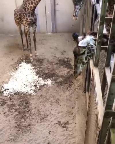 Papa Giraffe comes to see his newborn baby...