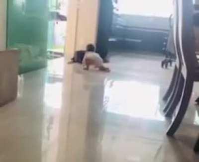 Good dog keeping baby safe