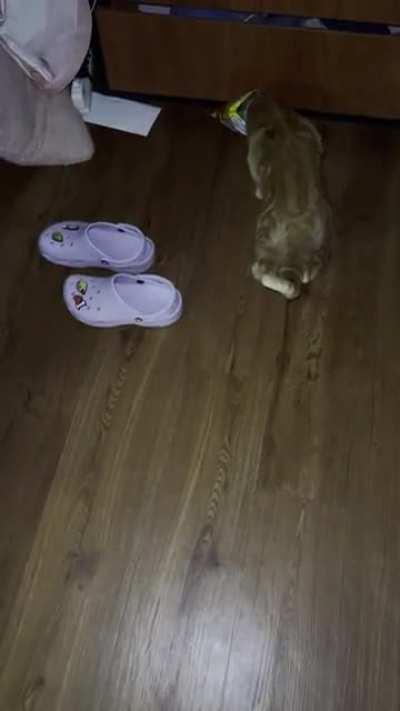 My cat’s favorite toy is literally a chip bag. All I do in clean the dust out, poke a few holes, and let her at it (w/ supervision of course…since she is not the brightest).