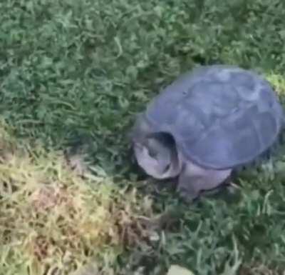 I guess he didn't want the banana...