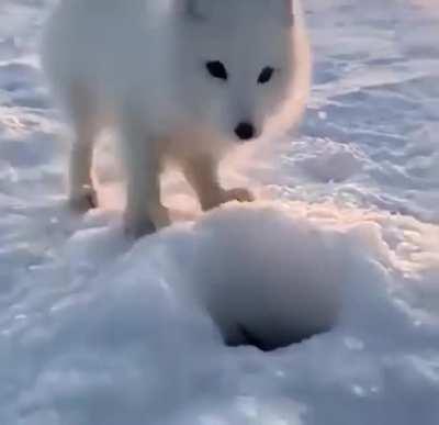 🔥 A skittish Arctic fox steals a fish from an ice fisherman