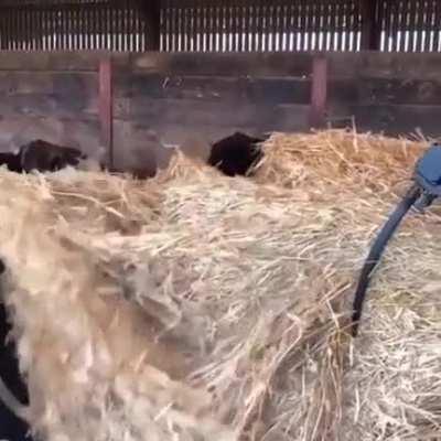 Fresh straw delivery