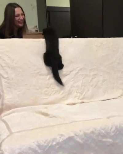 Just a Russian Sable playing boomerang.