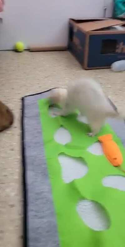 SaVaGe FeRrEt MaULs OwNeR