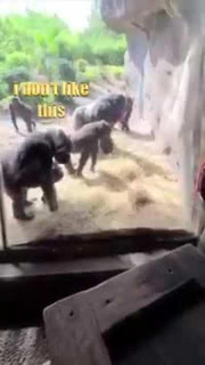 snakes and monke do not mix