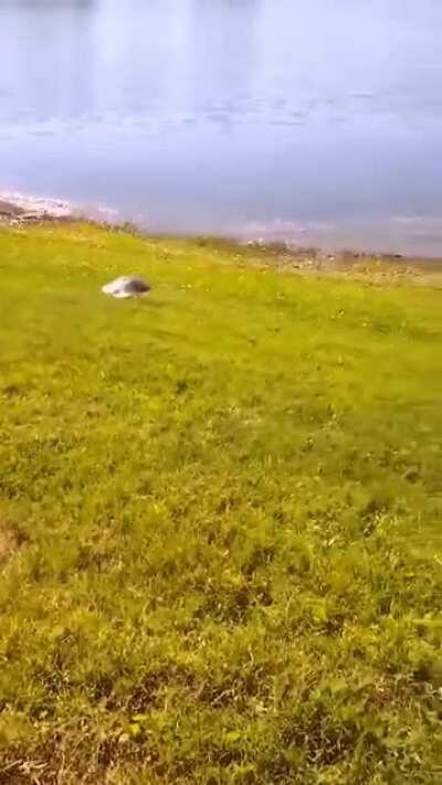 🔥 A soft-shelled turtle's sprint .