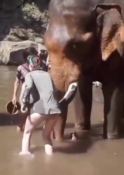 WCGW being right in front of an elephant