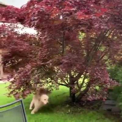 I gotta get this cat to play with me!