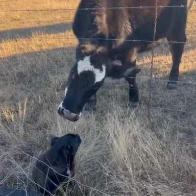 Cow pokes head through barbed wire to lick dog