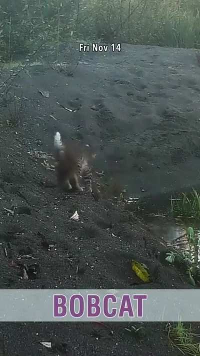 The story of a lost and found game camera and its many surprises.