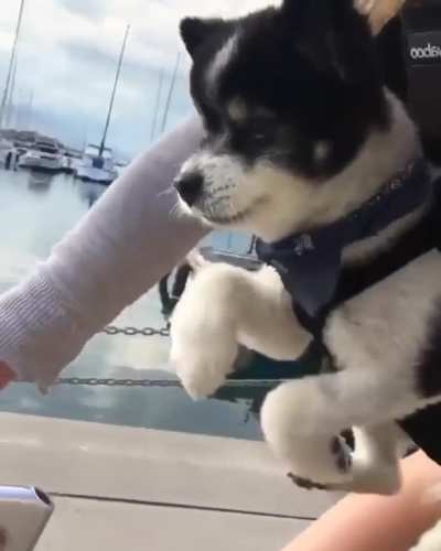 Pupper goes for an air paddle