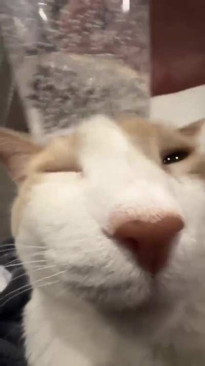 bwioejd wijwbw w sccell