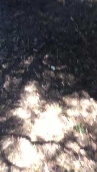 A really chill crow I found on a walk with my dog