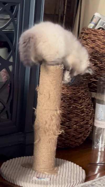 One week after our new floof arrived. Is like she always belonged. She is an active 10 week love bug. I introduce you Willow the acrobat kitty.