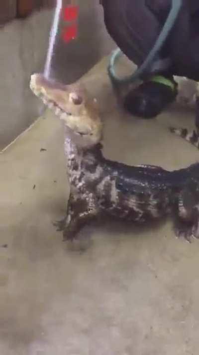 Tiny swamp doggo enjoying his shower.