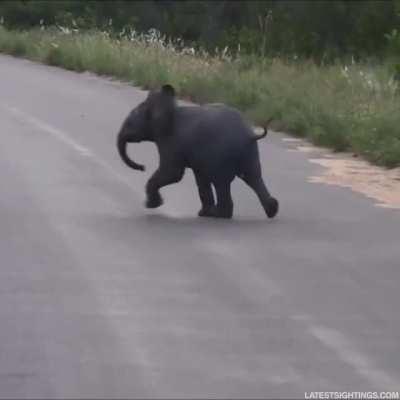 Baby elephant sees bats fly, feels butterflies.