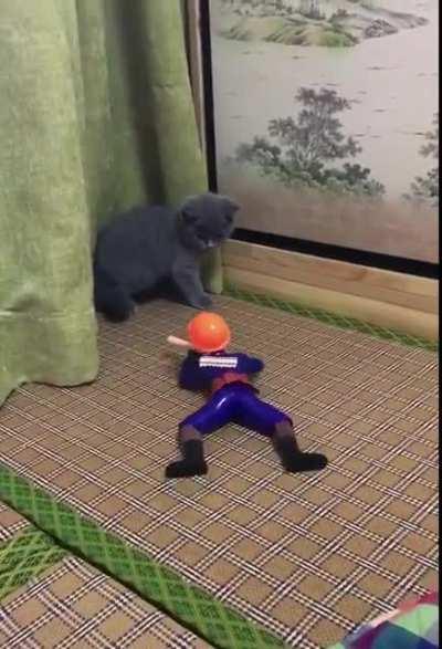 Cat ambushed by soldier