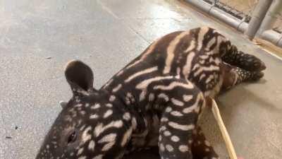 Young Malayan tapirs have brown hair with white irregular stripes and spots, a pattern that enables them to hide effectively in the dappled light of the forest. They take on adult coloration 4 to 7 months after birth. This young Malayan tapir is at the Po