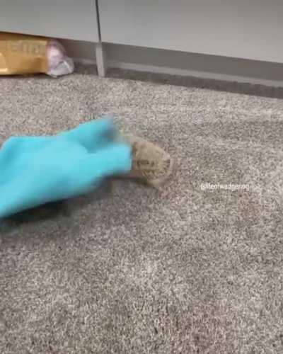 Angry pincushion mouse