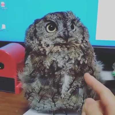 A very cute owl 🔊