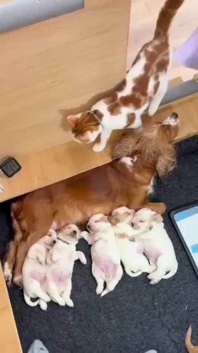 Kitty takes co-parenting very seriously