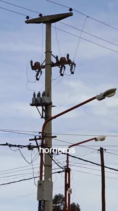 Horneros patagónicos