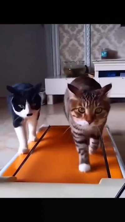 We do our little walk on the catwalk