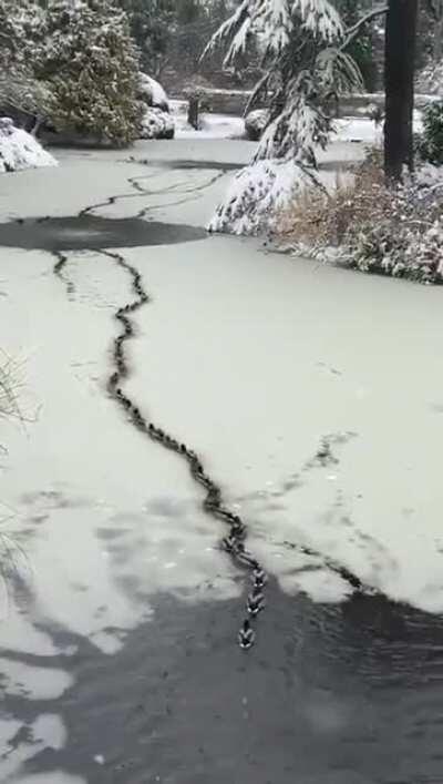 Choo choo, duckling train coming through!