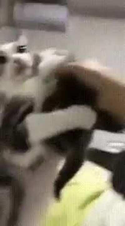 Верни котятку