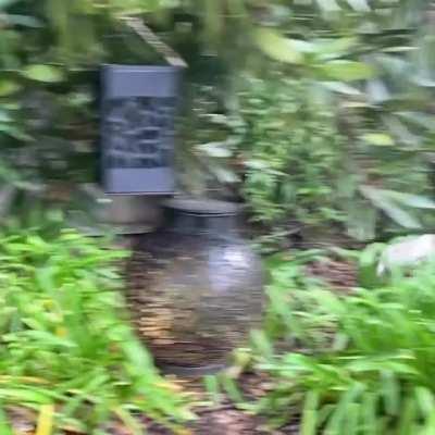 See If You Can Catch A Glimpse Of Patrick&amp;#x27;s Zoomies