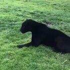 Big Cats Doing Big Cat Things