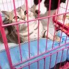 Headbutt. Is that even legal?