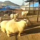 Jackie Shaun the Sheep