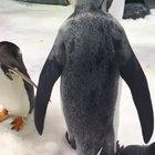 Penguins and bubbles