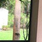 🔥 Thats a big cat