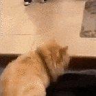 Cat politely asking for pets