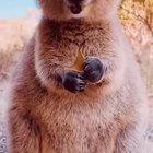 Good morning quokka