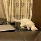 possibly the best feet you'll see all day