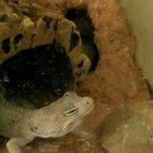 someone please help, whats happening to my baby. Going to the vet tomorrow.