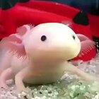An axolotl's lightning fast reaction.