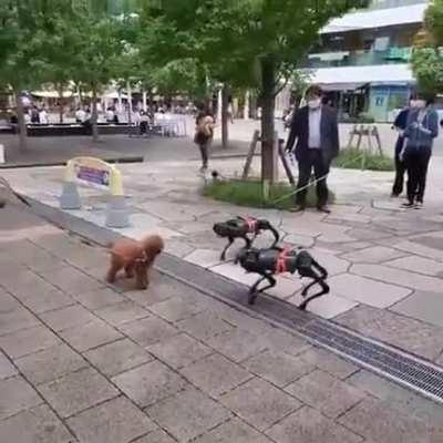 MY DOG MAKE NEW FRIENDS TODAY