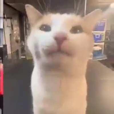 Video featuring a cat on a shoe, high frame rate, 4K