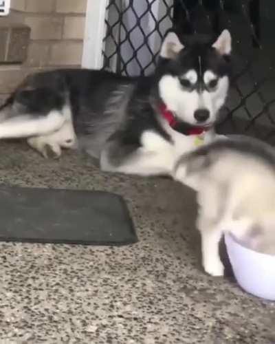 Husky puppy derping around