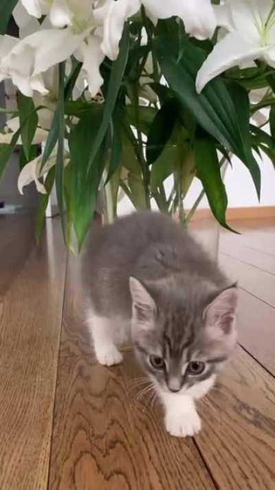 Curious kitten
