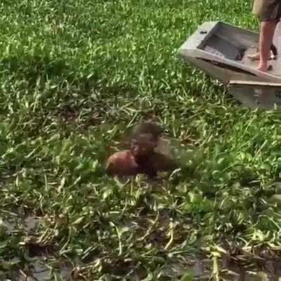 Jump in the lake? Use your head.