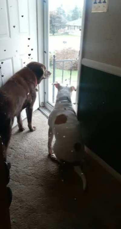 RIP Buddy. The bestest boi