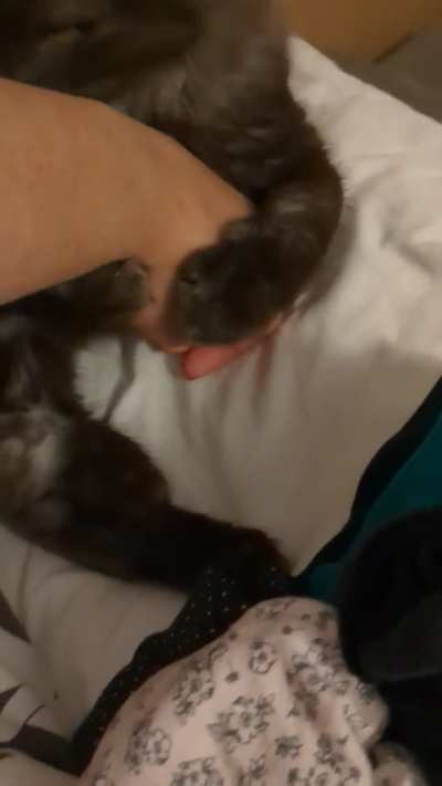 I just wanted to touch the belly