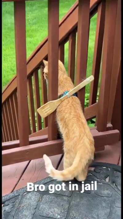 He's in cat jail and doesn't like it
