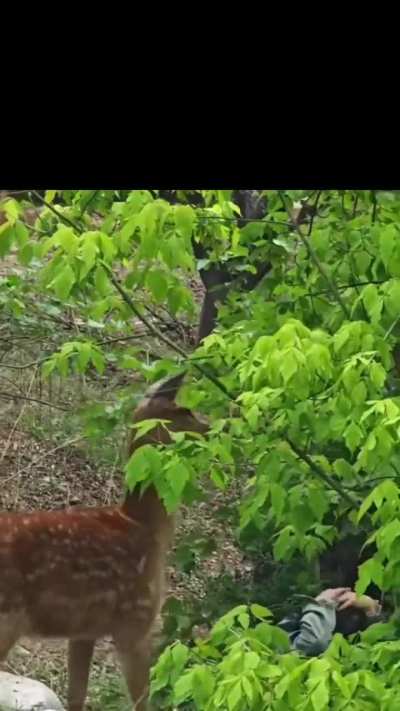 Deer freaks out, attacks man in bush.