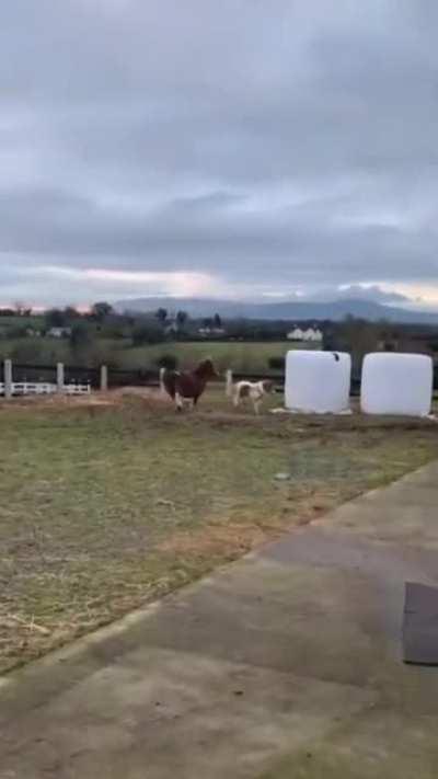 Horsie Friends (sources in comments)